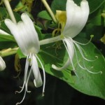 Madreselva Madreselva