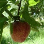 Manzana
